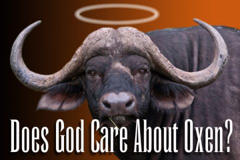Does God Care About Oxen?